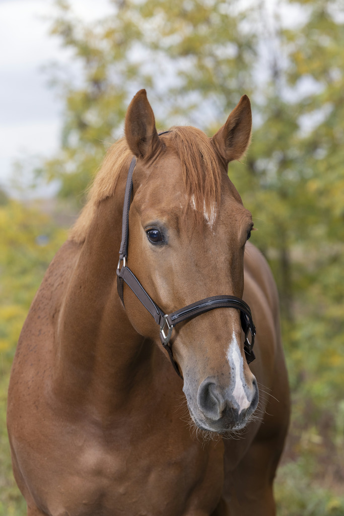 Licol EQUITHÈME "Tendance"