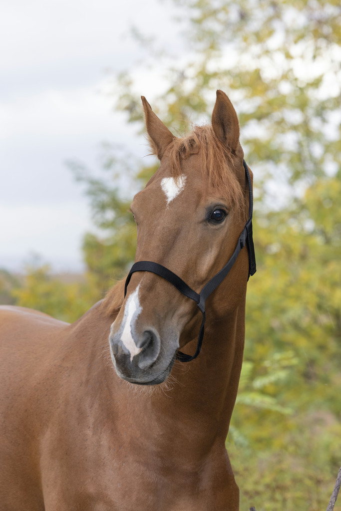 Licol NORTON sans boucle