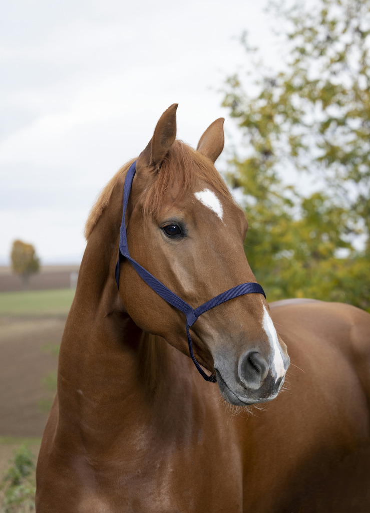 Licol NORTON sans boucle