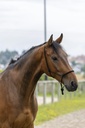 Licol éthologique RIDING WORLD corde "Fin"