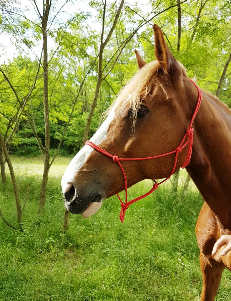 Licol éthologique RIDING WORLD corde "Fin"