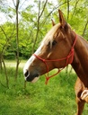 Licol éthologique RIDING WORLD corde "Fin"