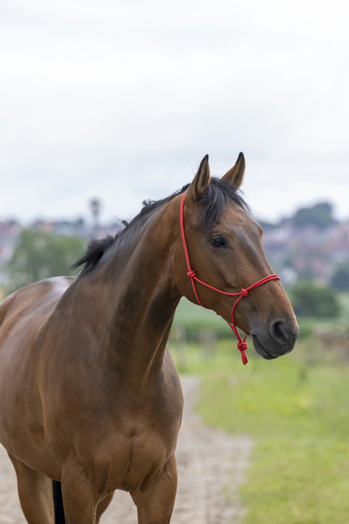 Licol éthologique RIDING WORLD corde "Fin"