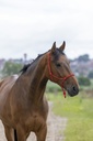 Licol éthologique RIDING WORLD corde "Fin"