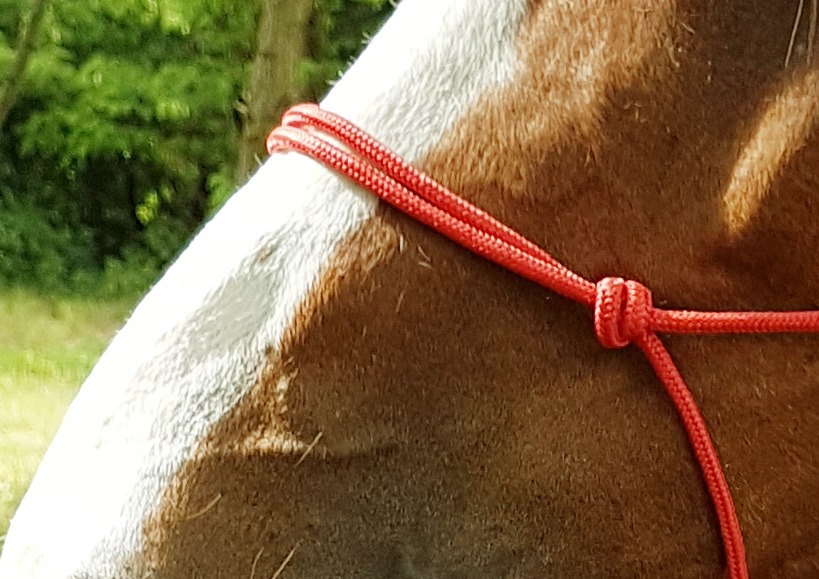 Licol éthologique RIDING WORLD corde "Fin"