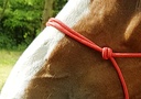 Licol éthologique RIDING WORLD corde "Fin"