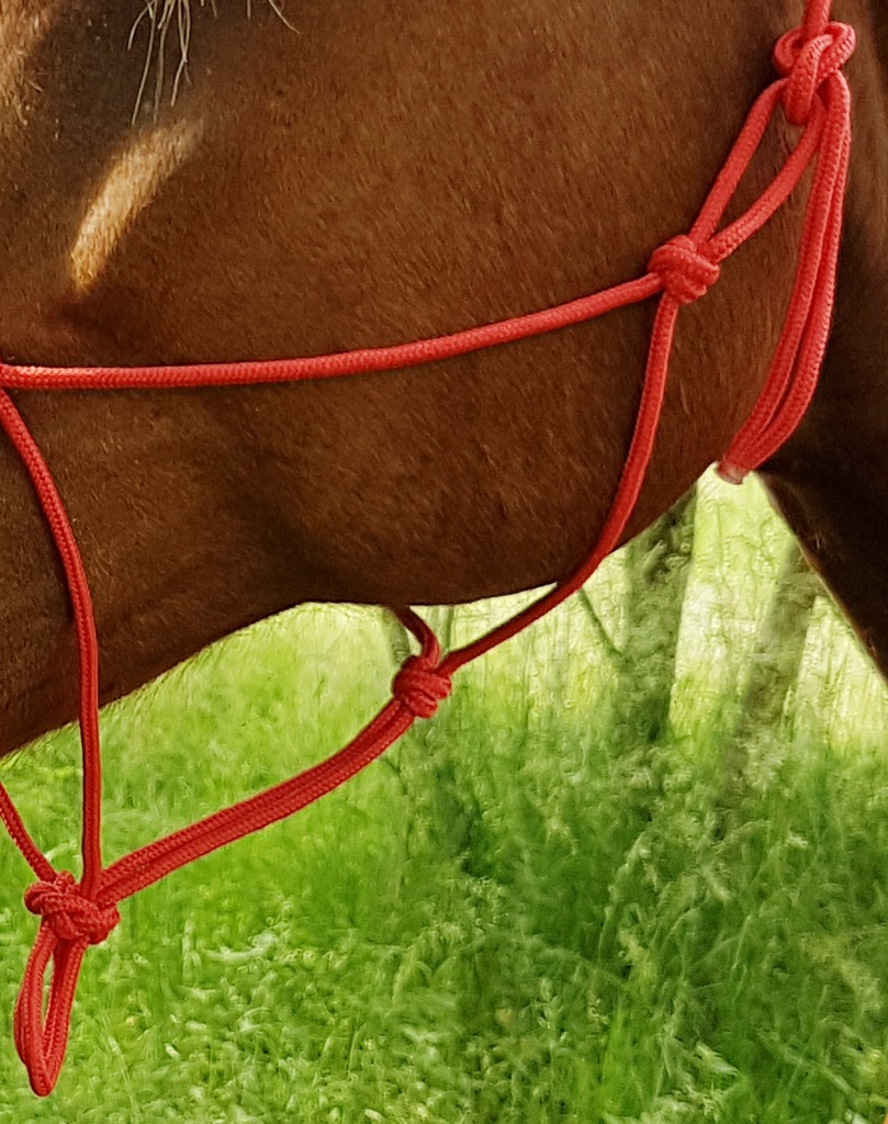 Licol éthologique RIDING WORLD corde "Fin"