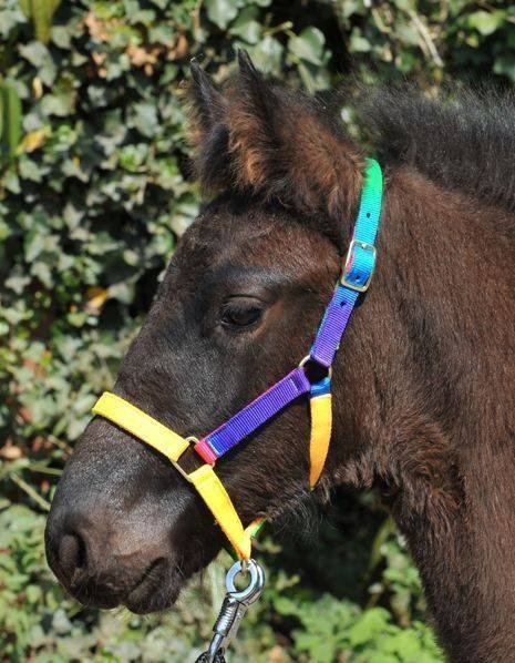 Licol nylon pour Shetland -Mul - multicolore (8398) (2)