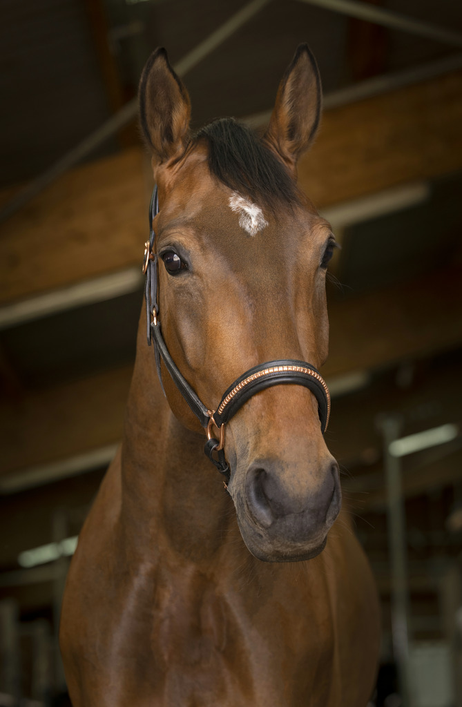 Licol cuir NORTON PRO "Clincher"