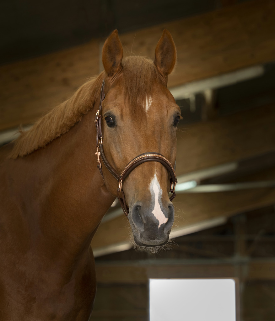 Licol cuir NORTON PRO "Clincher"