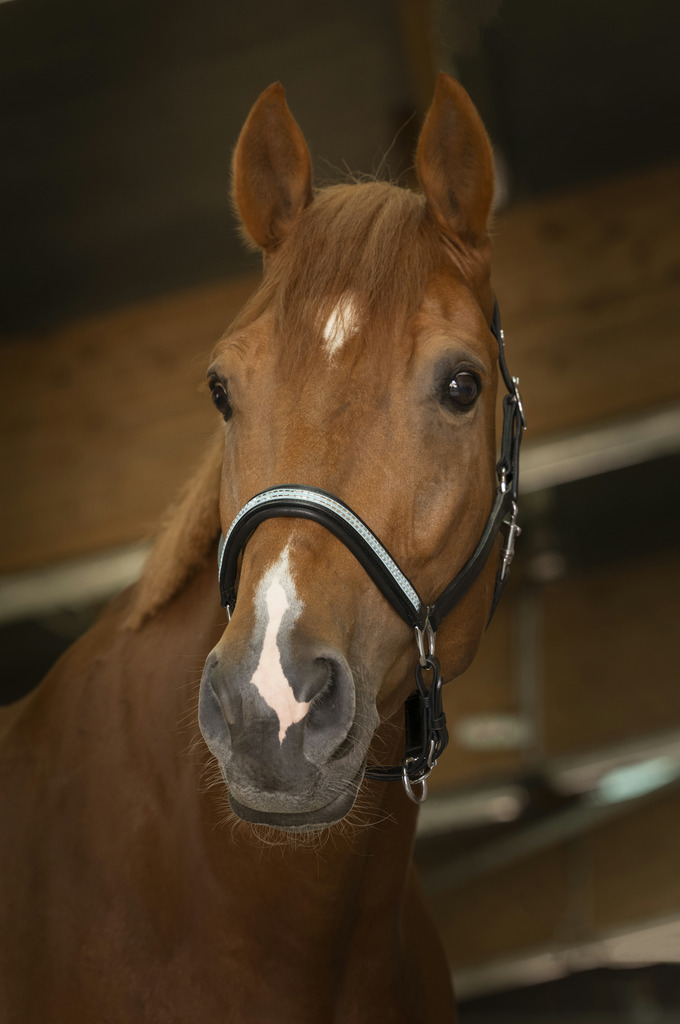 Licol cuir NORTON PRO "Diadème"