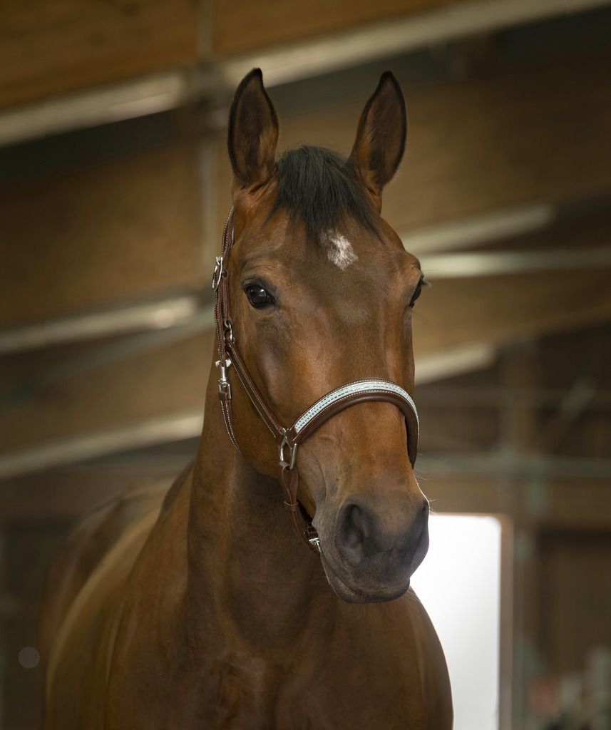 Licol cuir NORTON PRO "Diadème"