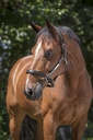 Licol cuir NORTON PRO "Grooming"