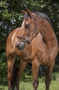 Licol cuir NORTON PRO "Grooming"