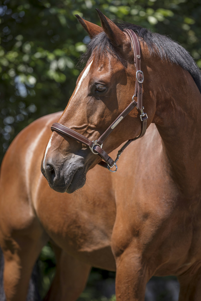 Licol cuir NORTON PRO "Grooming"