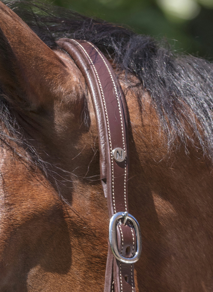 Licol cuir NORTON PRO "Grooming"