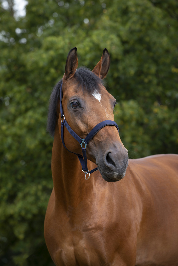 Licol NORTON nylon, doublé néoprène