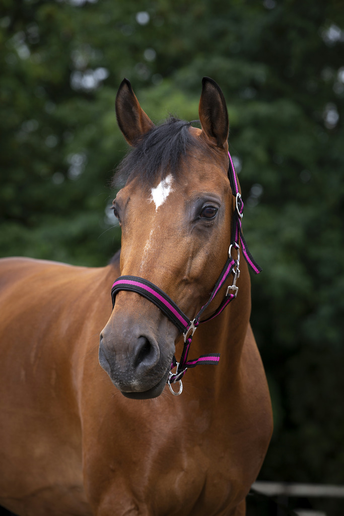 Licol NORTON nylon, doublé néoprène