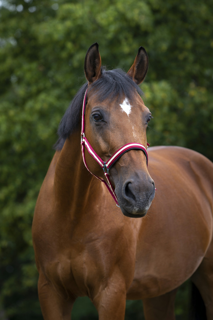 Licol NORTON nylon, doublé néoprène