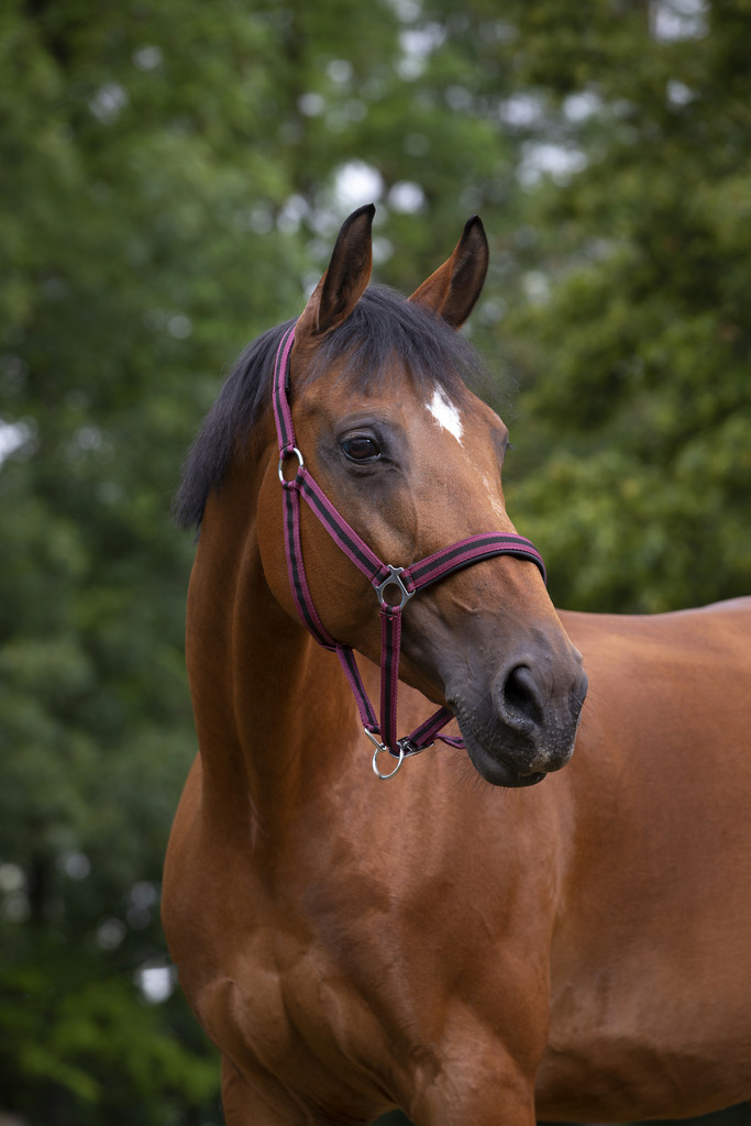 Licol NORTON nylon, doublé néoprène