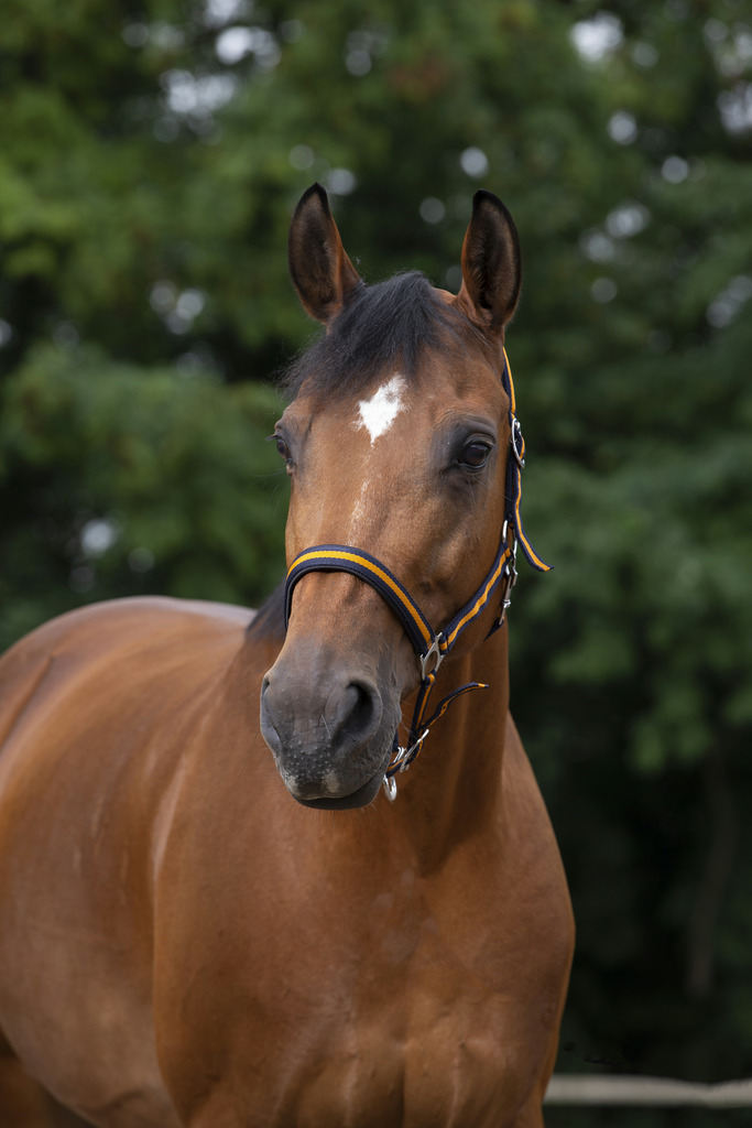 Licol NORTON nylon, doublé néoprène