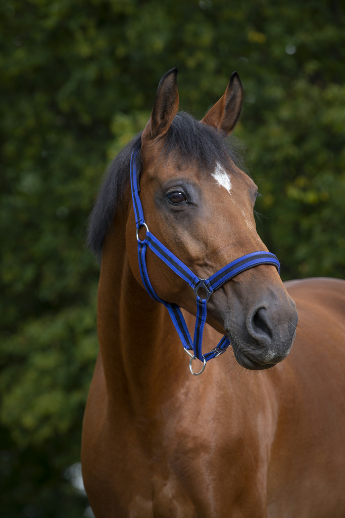 Licol NORTON nylon, doublé néoprène