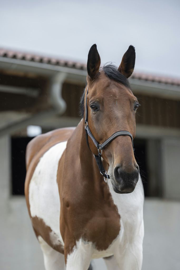 Licol NORTON "Diamond"