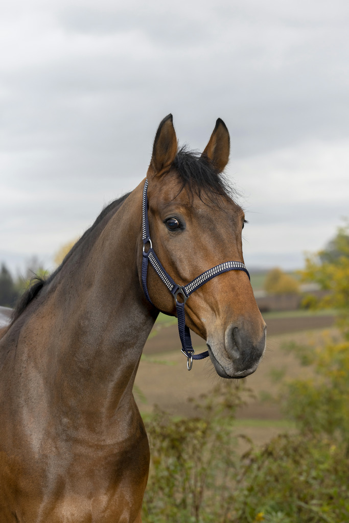 Licol NORTON "Diamond"