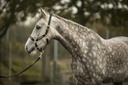 Licol LAMI-CELL "Sparkling"