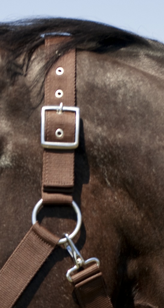 Licol NORTON cheval de trait