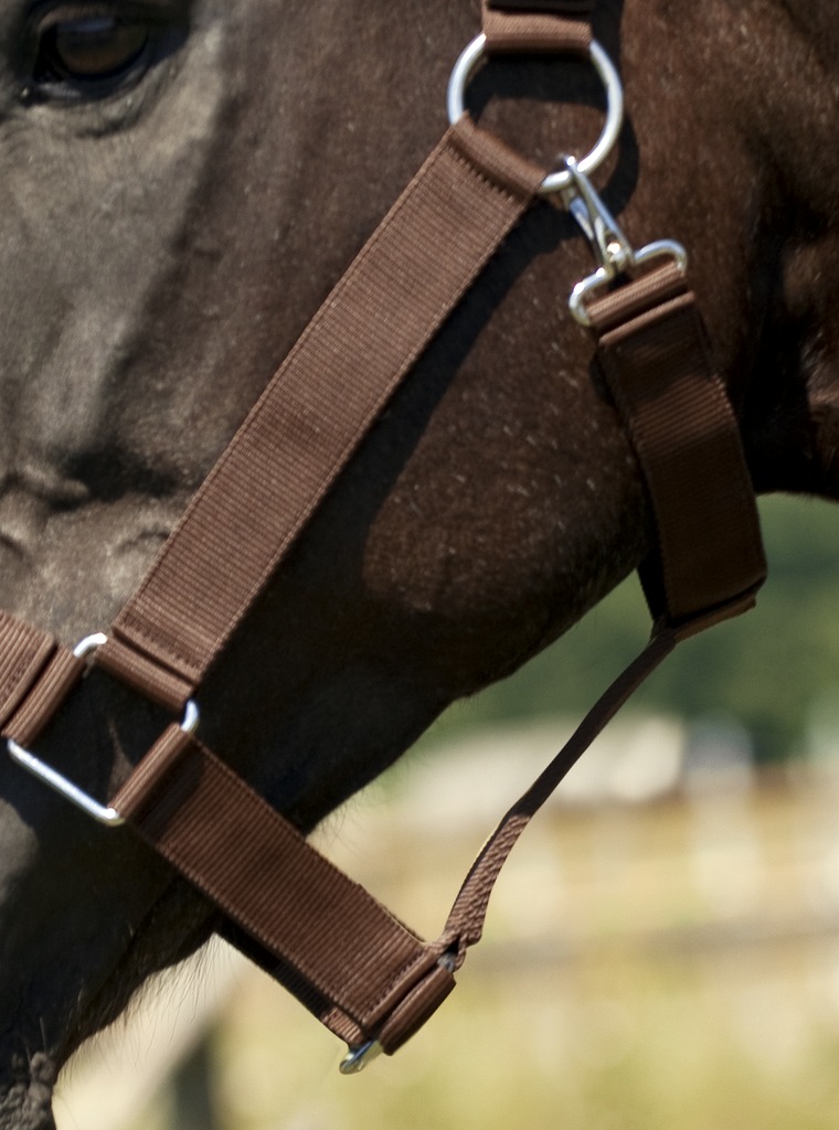 Licol NORTON cheval de trait