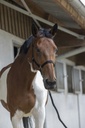 Licol + longe RIDING WORLD "Club"