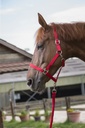 Licol + longe RIDING WORLD "Club"