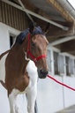 Licol + longe RIDING WORLD "Club"