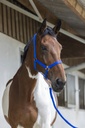 Licol + longe RIDING WORLD "Club"