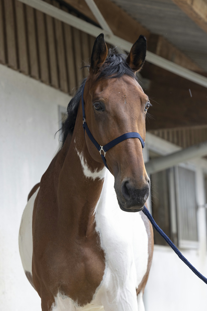 Licol + longe RIDING WORLD "Club"