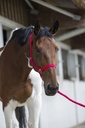 Licol + longe RIDING WORLD "Club"