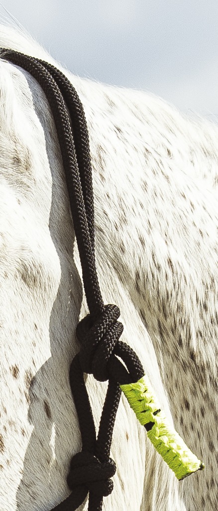 Licol éthologique + longe NORTON "Fun colour"