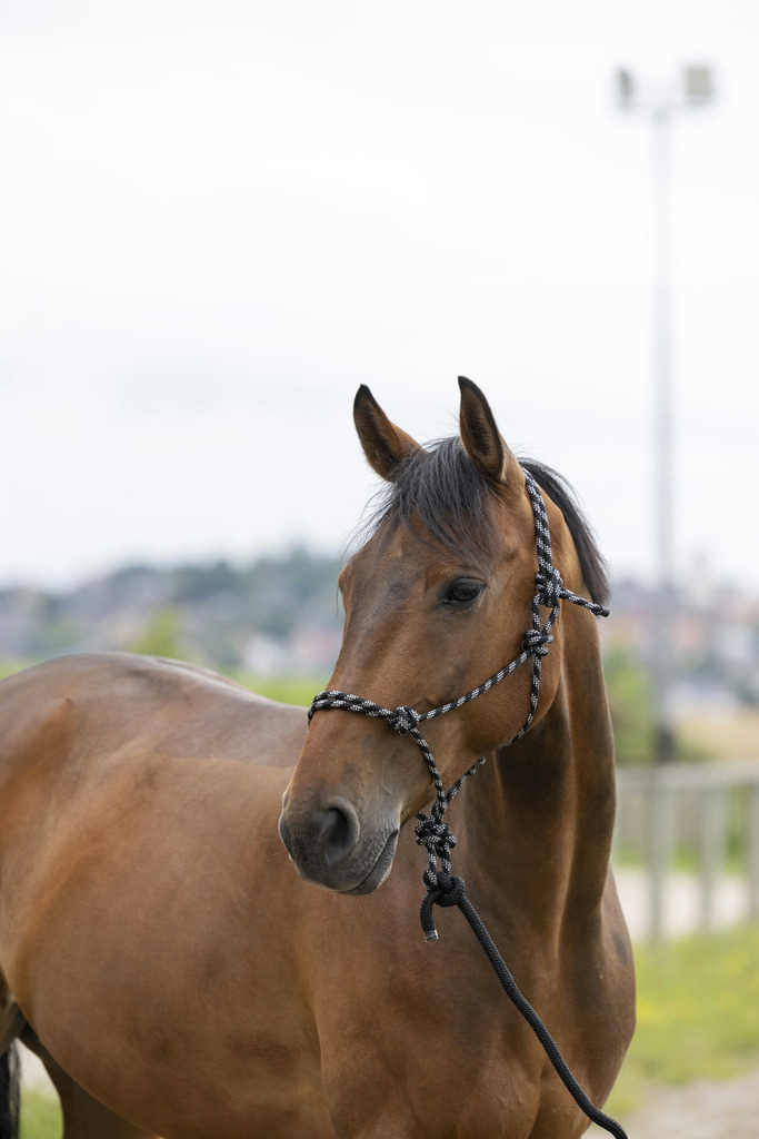 Licol éthologique + longe NORTON "Eco"