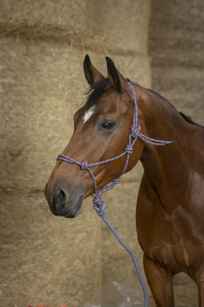 Licol éthologique + longe NORTON "Eco"