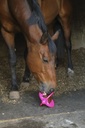 BIZZY HORSE "Bizzy Ball"