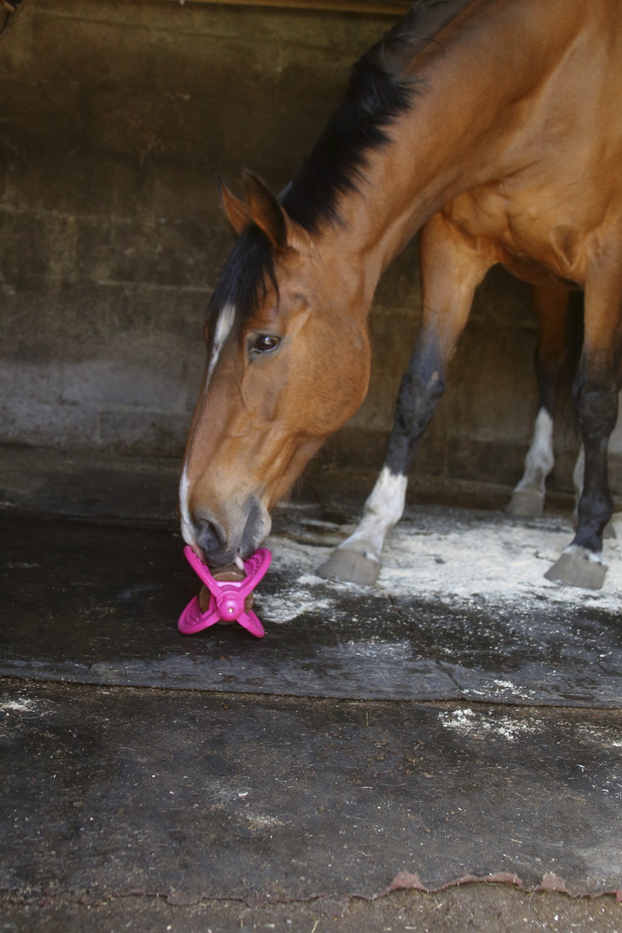BIZZY HORSE "Bizzy Ball"