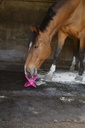 BIZZY HORSE "Bizzy Ball"