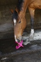 BIZZY HORSE "Bizzy Ball"
