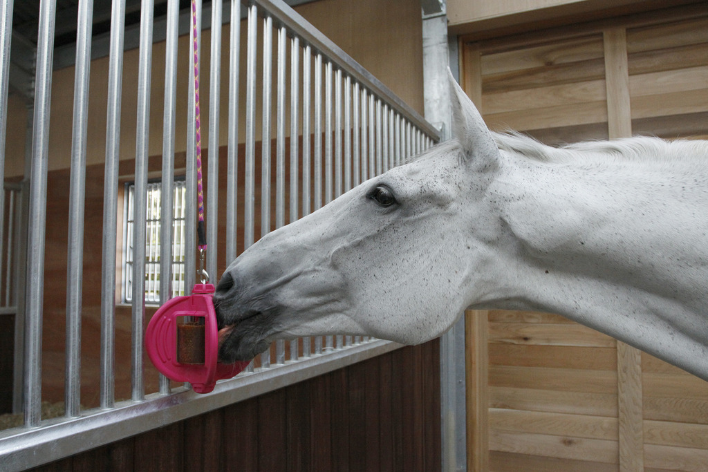 BIZZY HORSE "Bizzy Ball"