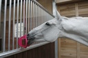 BIZZY HORSE "Bizzy Ball"