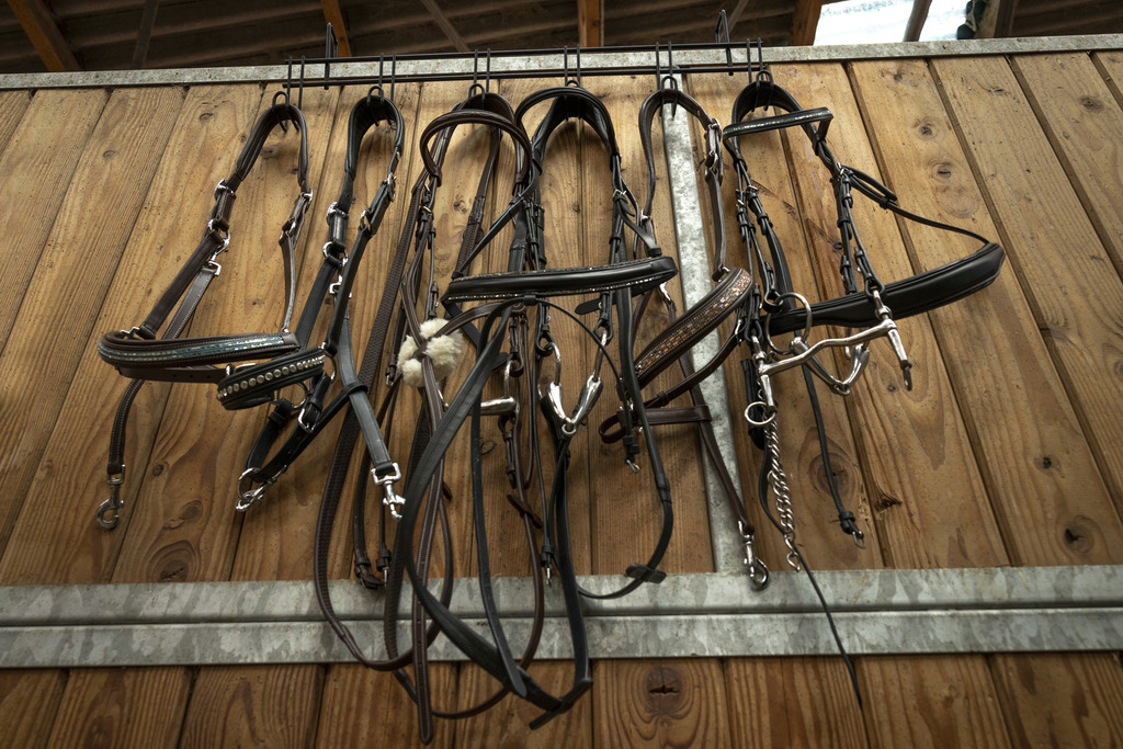 Porte-brides HIPPOTONIC 6 places, à crochets