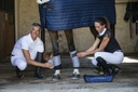 Bandes de repos EQUITHÈME