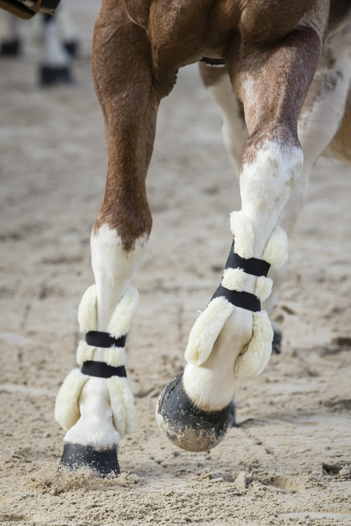 Guêtres NORTON "XTR" à boutons mouton synthétique