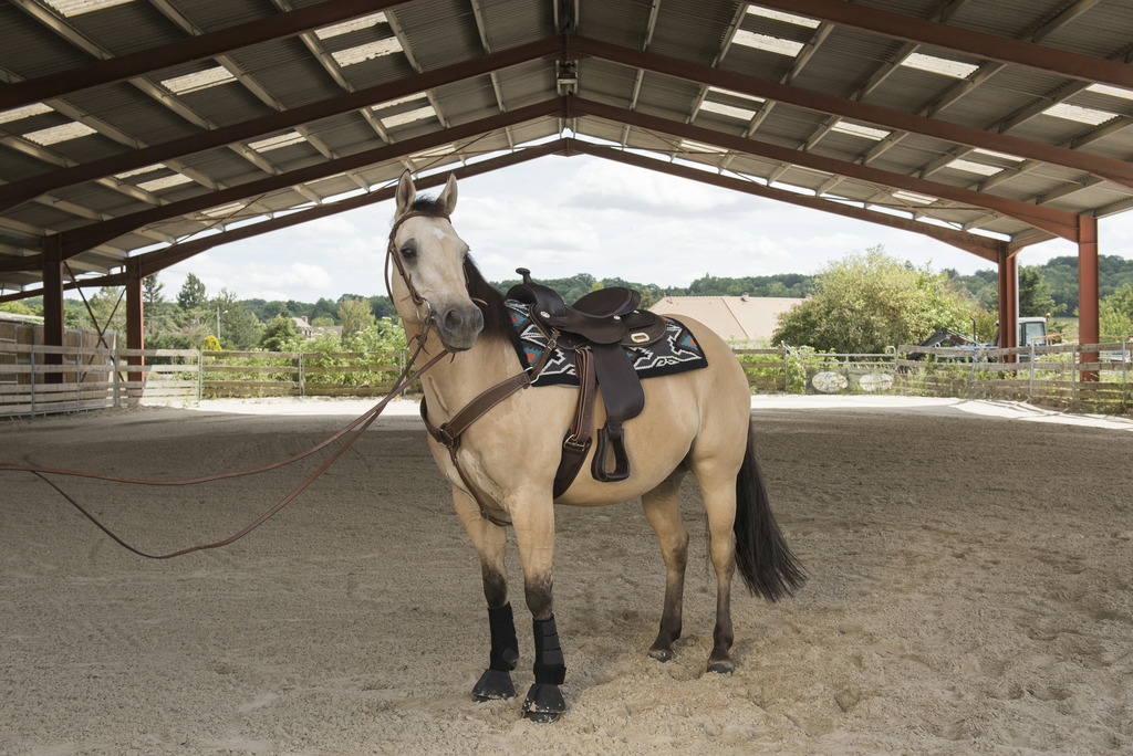 Selle WESTRIDE by Franck Perret "Arvada"